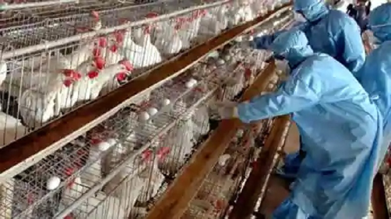 Bird Flu In India: भारत में बर्ड फ्लू की दहशत, केरल में आपदा घोषित, मंदसौर में चिकन अंडे की दुकानें बंद