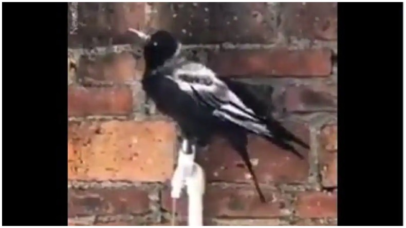 Thirsty Crow  : प्यासा कौवा ने नल खोलकर पीया पानी, ट्विटर ने पूछा नल बंध क्यों नहीं किया?