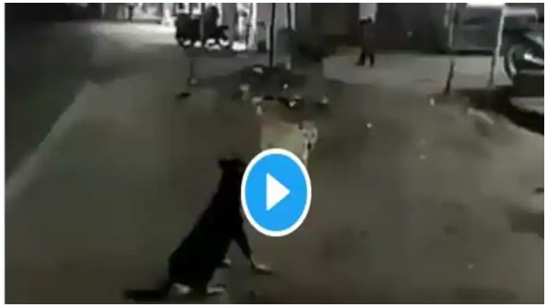 Viral video : कुत्ते ने नागिन डांस गाने पर किया जबरदस्त डांस, लोग देखते ही रह गए