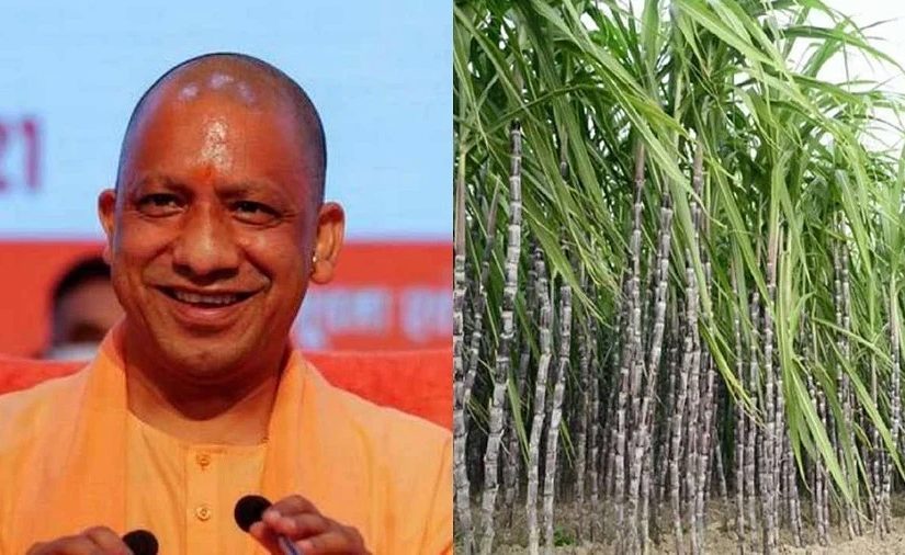 Sugarcane Price Hike in UP: CM योगी का बड़ा दांव, गन्ने की कीमत 25 रुपये बढ़ाने का किया ऐलान