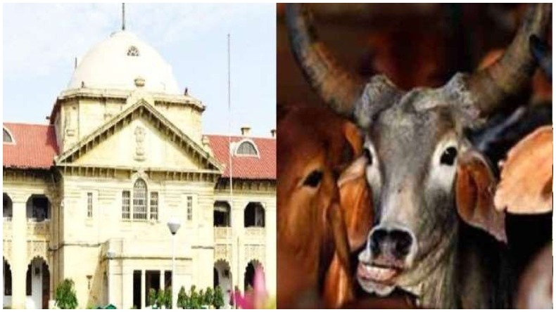 Allahabad High Court on Cow : गाय भारत की संस्कृति, इसे राष्ट्रीय पशु घोषित किया जाए