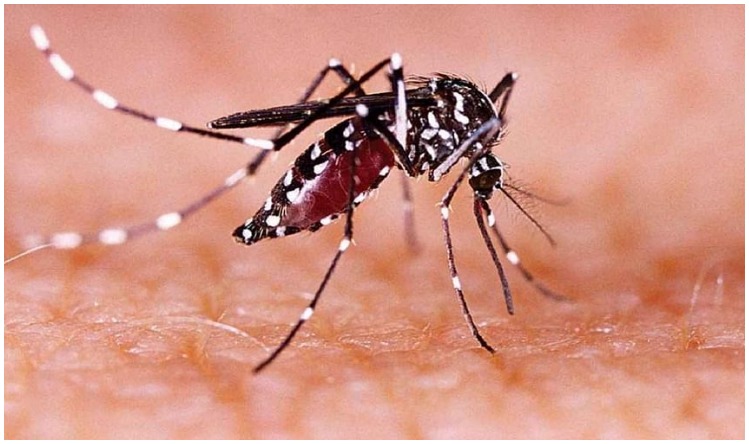 Zika Virus in UP: दिवाली पर कानपुर में फूटा जीका वायरस बम , संक्रमितों का आंकड़ा 100 के पास पहुंचा