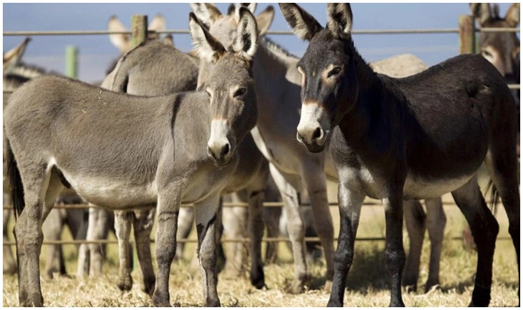 Donkey Theft: राजस्थान में गधों की चोरी से पुलिस परेशान