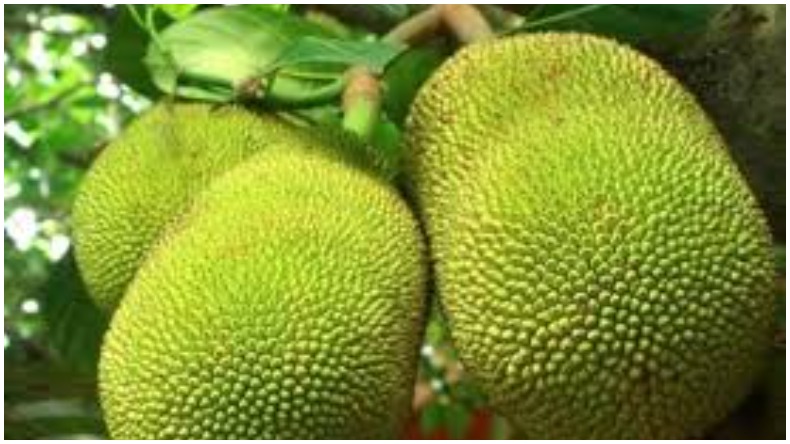 Deep Effect of Eating Jackfruit: कटहल खाने के बाद भूलकर भी न करें इन चीजों का सेवन वर्णा हो सकता है गहरा असर