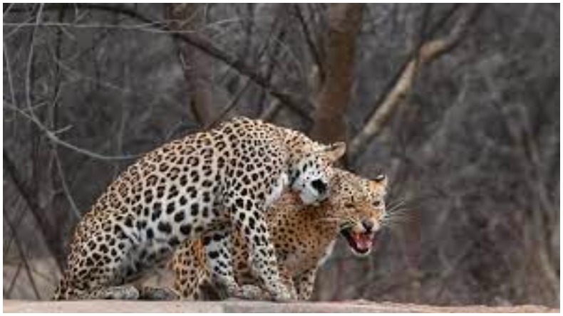 Leopard Attack : पंजाब वन विभाग ने बचाव के नाम पर तेंदुए की कर डाली लीचिंग 