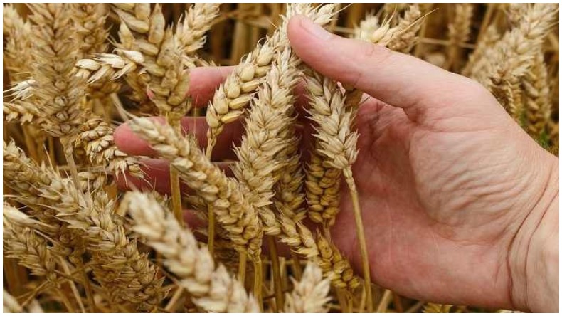 Indian wheat demand increased : भारतीय गेहूं की बढ़ी मांग, रूस -यूक्रेन जंग के बीच इन देशों को हो सकता है निर्यात