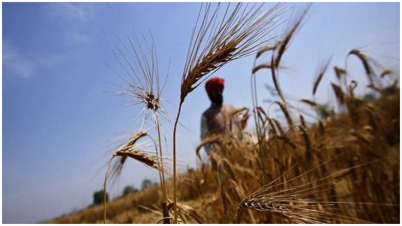 गेहूं निर्यात प्रतिबंध के आदेश में सरकार ने दी ढील, पहले से रजिस्टर्ड खेप को मिली अनुमति