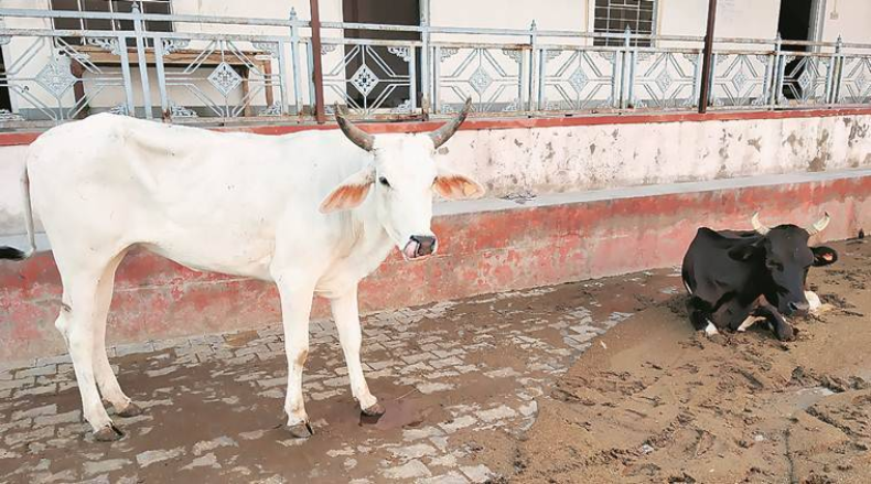 Rape with cow in West bengal: गर्भवती गाय के साथ युवक ने किया दुष्कर्म, चली गई गौ की जान