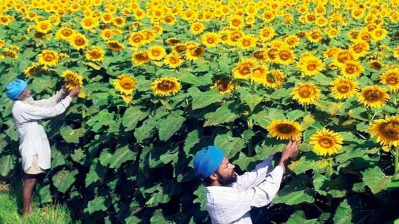 Sunflower Cultivation: ऐसे सूरजमुखी की खेती करने से मिलेगा तीन गुना तक मुनाफा