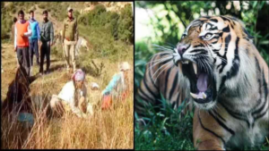 Tiger Attack: खूंखार बाघ के हमले से महिला की हुई मौत, ग्रामीणों में आक्रोश का माहौल