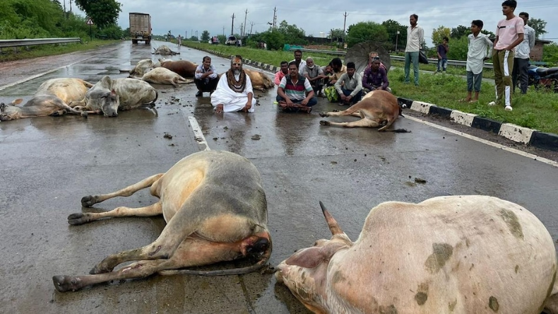 मध्यप्रदेश में 12 गायों की हादसे में मौत, धरने पर बैठे कंप्यूटर बाबा