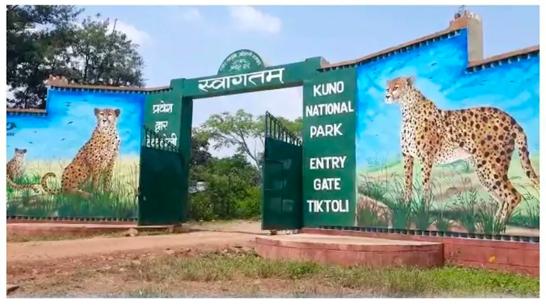 Kuno National Park : 2 चीते बड़े बाड़े में छोड़े गए, एक तेंदुए के भागने की खबर