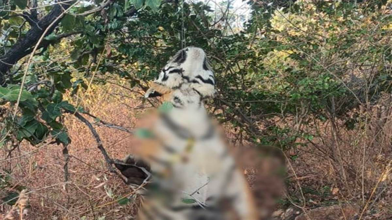 Panna Tiger Death : वायर से पेड़ पर लटका मिला बाघ का शव, CM शिवराज ने बुलाई आपात बैठक