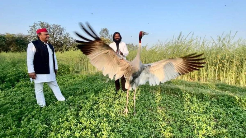 आरिफ और सारस की दोस्ती देखने पहुंचे अखिलेश यादव, कही दिल छू लेने वाली बात