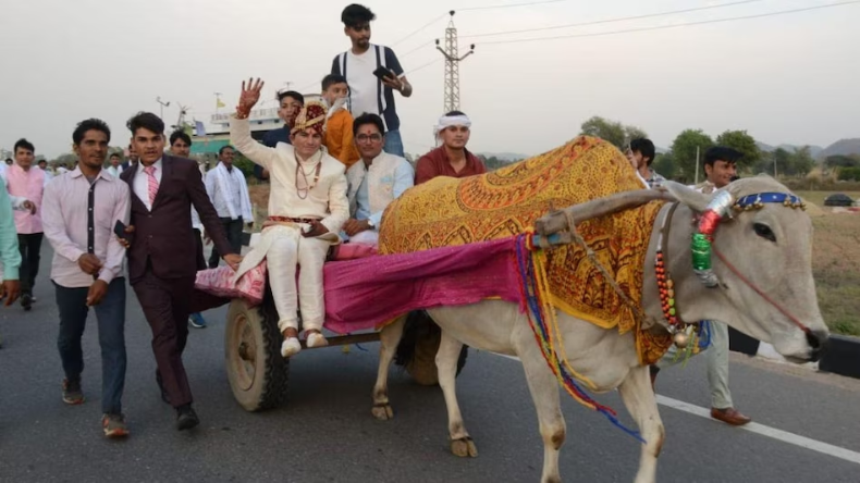 राजस्थान में अनोखा विवाह, बैलगाड़ी पर दूल्हा, ऊंट पर बाराती