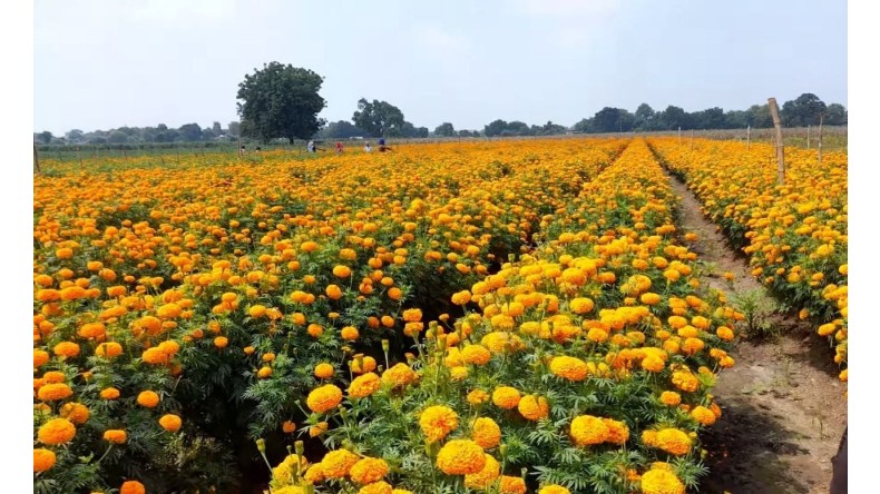 किसानों का जोर कमर्शियल खेती पर, मेहनत कम और मुनाफा अच्छा