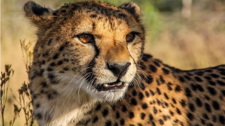 क्यों खतरे में हैं Cheetah प्रोजेक्ट! जानें भारत में चीतों का इतिहास!