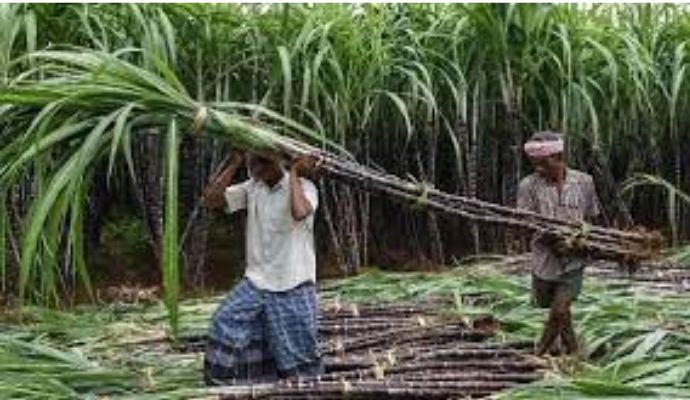 गन्ना किसानों को मोदी सरकार का तोहफा, FRP में बढ़ोतरी का हुआ ऐलान