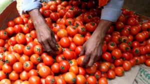 Tomato Prices in Delhi: दोगुने दामों पर टमाटर खरीदने की समस्या अब खत्म