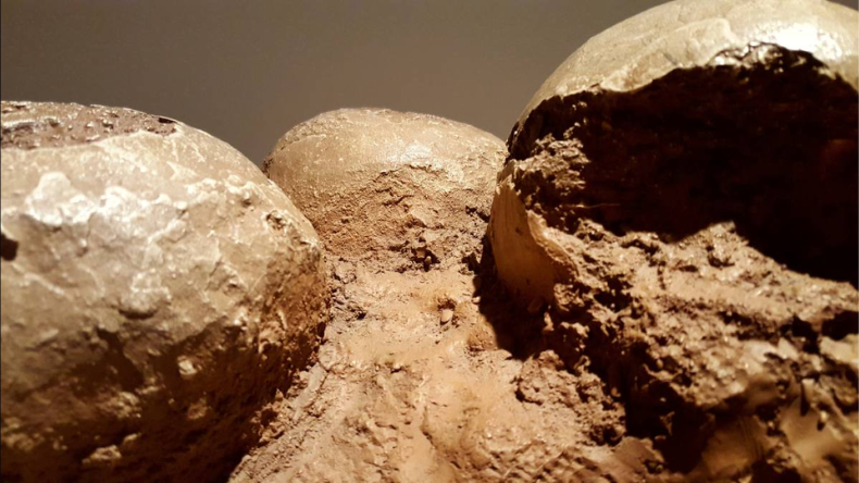 Dinosaur Eggs In MP: परिवार जिसे मानता था कुलदेवता, वो निकला डायनासोर का अंडा