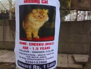 Lost Cat: Missing Cat ! बिल्ली की खोज करने वाले को दिया जाएगा 1 लाख का इनाम