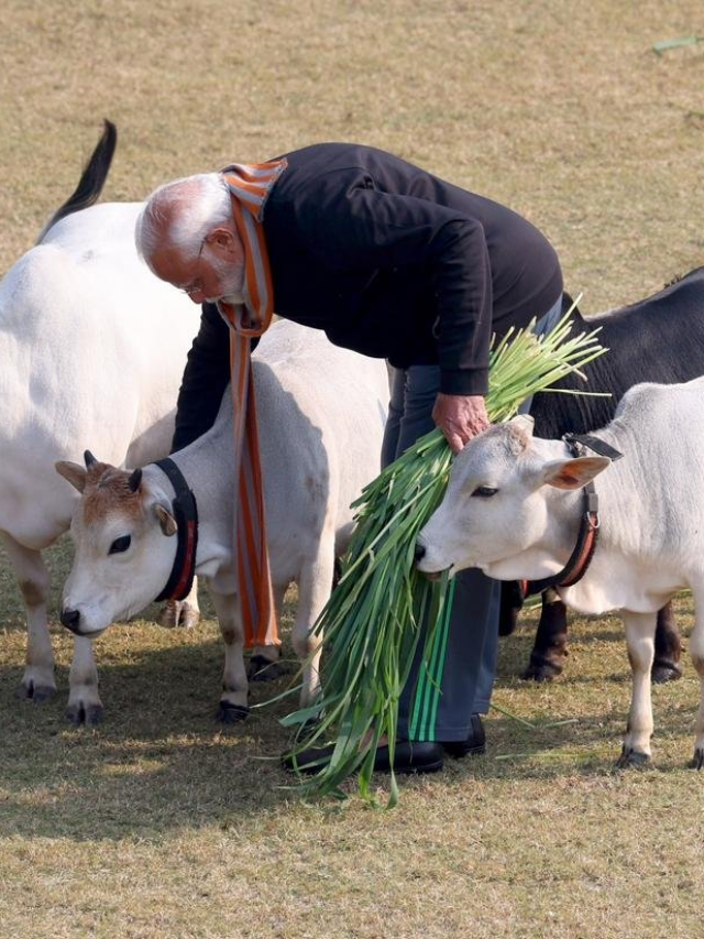 PM Modi Pics: मकर संक्रांति पर पीएम मोदी ने गायों को खिलाया चारा, देखें तस्वीरें