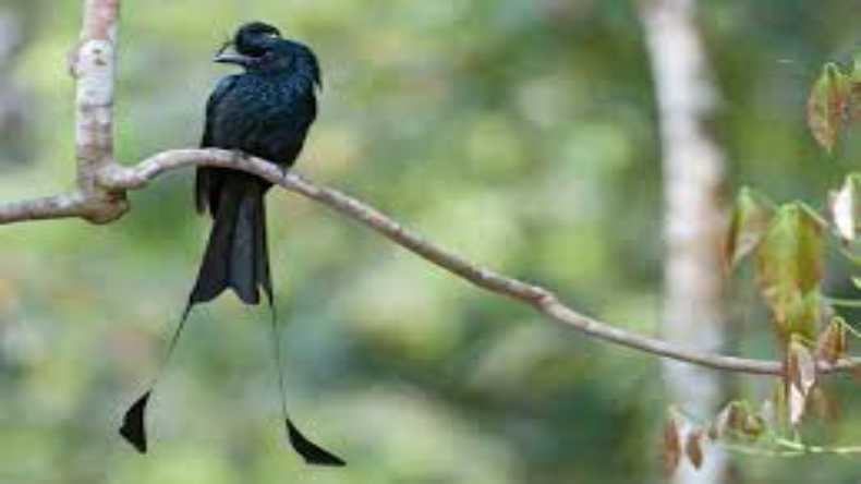 Greater racket-tailed drongo: आवाज की नकल उतारने में उस्ताद है ये पक्षी, जानें क्यों कहलाता है कोतवाल?