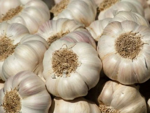 Garlic Price: नहीं कम हो रहे लहसुन के तेवर, आसमान छू रही कीमतें