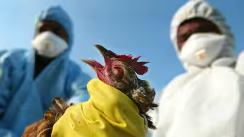 Bird flu: बर्ड फ्लू से एक व्यक्ति की मौत, इन लक्षणों को ना करें अनदेखा