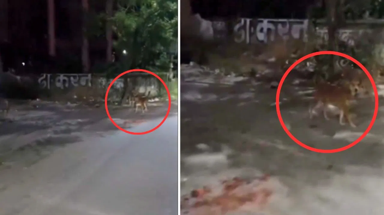 Video Viral: आवारा कुत्तों से बचने की निन्जा टेक्नीक,’लोकल हैं भाई लोकल’