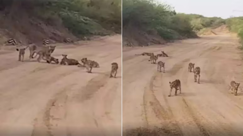 गुजरात के अमरेली में दिखे एक साथ 12 शेर, माइंस पर लॉयन फैमिली का कब्जा