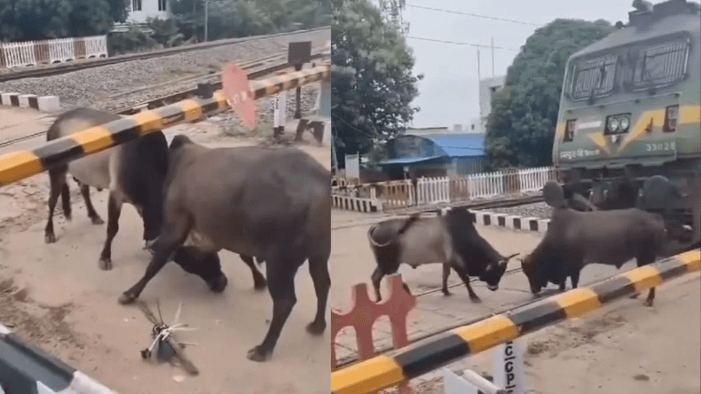 Video: ट्रेन को सांडों ने रोका, यात्रियों की थम गई सांसें!